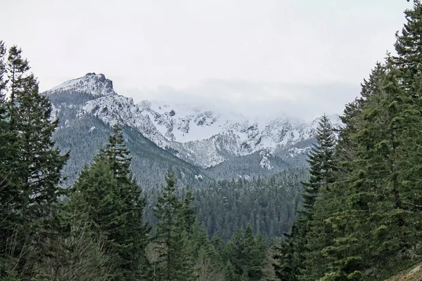 Yaprak dökmeyen ağaçlar karla kaplı dağlara görünümünü