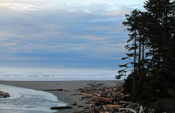 Driftwood Logs Covering a Beach — Stock Photo, Image