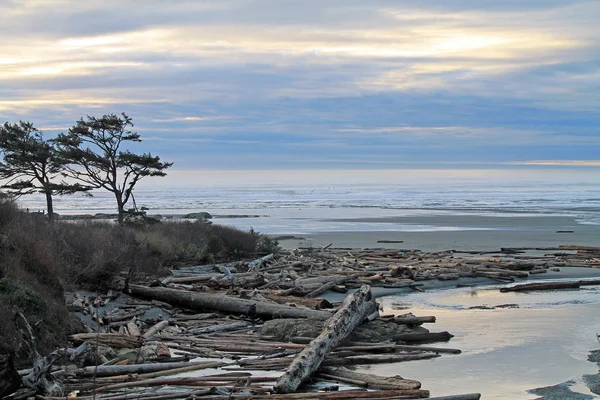 Árvores varridas pelo vento silhuetas contra um pôr do sol nublado na praia — Fotografia de Stock
