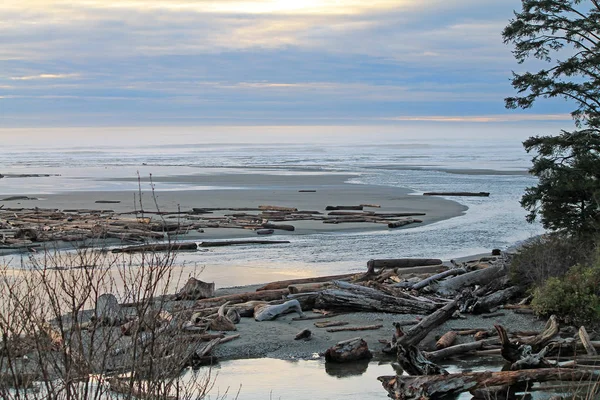 Bir plaj kapsayan dalgaların karaya attığı odun günlükleri — Stok fotoğraf