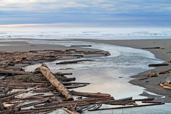 Troncos de madeira à deriva cobrindo uma praia — Fotografia de Stock
