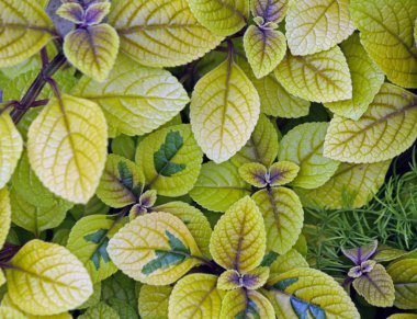 Parlak yeşil bahar yaprakları closeup