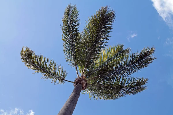 Pohon palem terhadap langit biru — Stok Foto