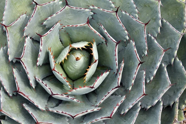 Closeup of an Agave Plant — Stock Photo, Image