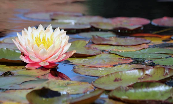 Primo piano di un Giglio d'acqua rosa pallido — Foto Stock