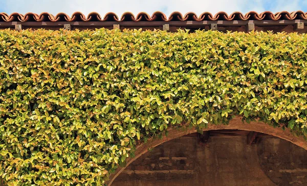 Building Facade Covered in Climbing Vegetation — Stock Photo, Image