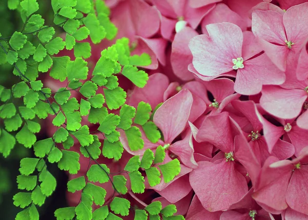 Close up of Green Leaves Beside a Pink Hydrangea Blossom — стоковое фото
