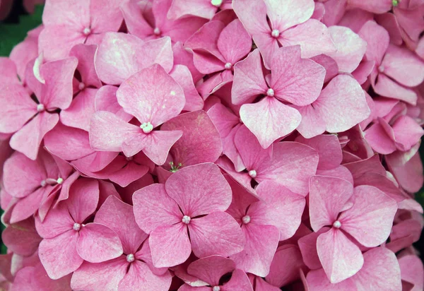 Closeup de uma flor de hortênsia rosa — Fotografia de Stock