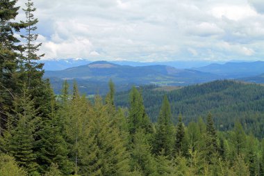 Evergreen orman içinde belgili tanımlık geçmiş Dağları ile