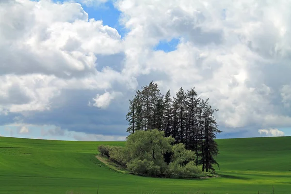 Un puesto de árboles en medio de campos agrícolas rodantes en una nube —  Fotos de Stock