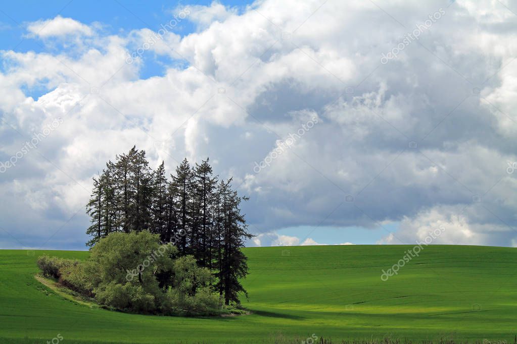 A Stand of Trees In the Middle of Rolling Farm Fields on a Cloud