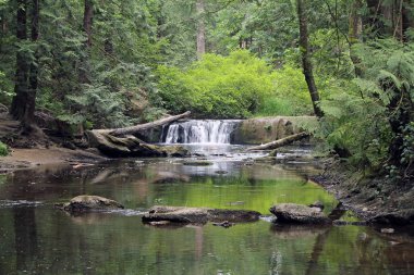Huzurlu bir ormandaki küçük şelale