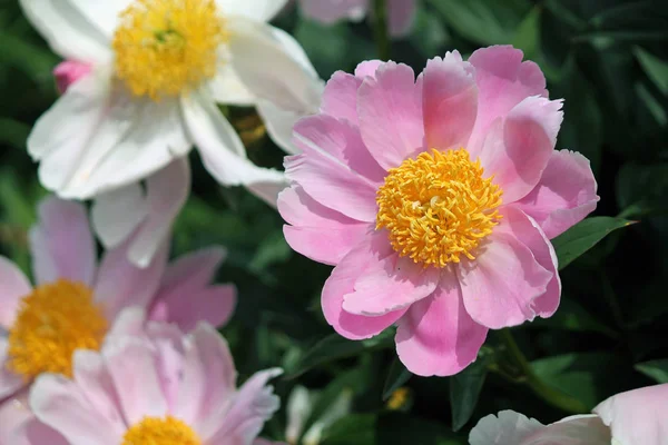 핑크 꽃 만개 — 스톡 사진