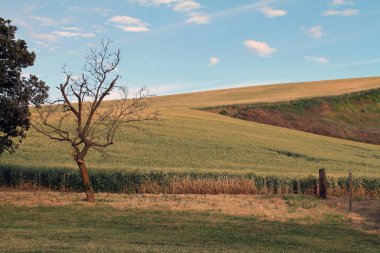 Tarım alanları yapraksız bir ağaç