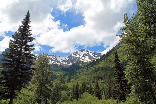 Saftig grüne Berghänge mit schneebedeckten Gipfeln im Hintergrund — Stockfoto