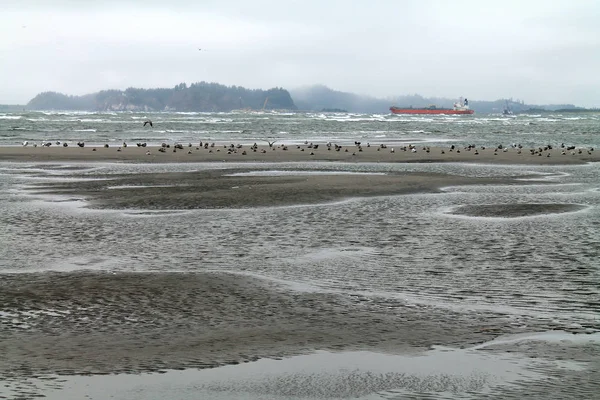Praia na maré baixa com gaivotas e cargueiro vermelho no backgro — Fotografia de Stock