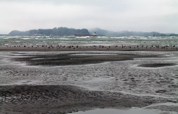 Plaża w czasie odpływu z mew i frachtowiec Red w backgro — Zdjęcie stockowe
