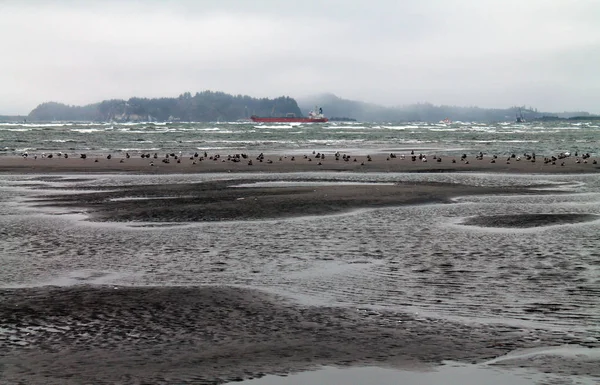 Beach at Low Tide with Seagulls and Red Freighter in the backgro — Stock Photo, Image