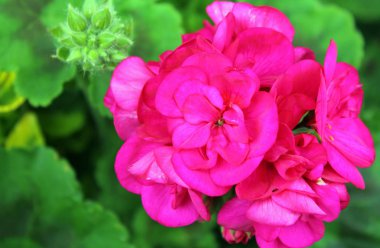 pembe bir Sardunya closeup