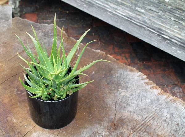 Aloe Vera planta em um vaso de cerâmica preta — Fotografia de Stock