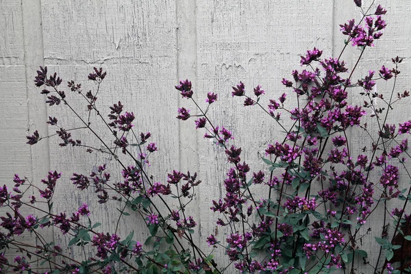 Fleurs violettes contre un mur gris — Photo