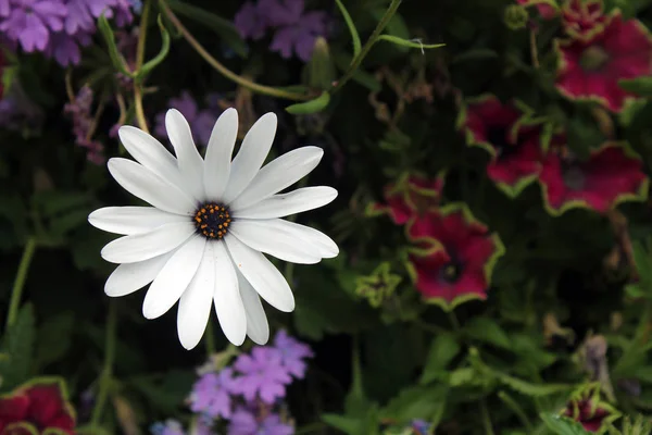 Beyaz papatya bahçesinde mor merkezi olan closeup — Stok fotoğraf