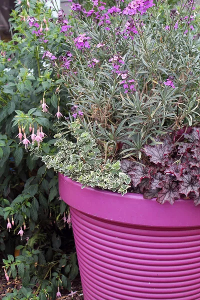 Фіолетовий керамічні Planter з фіолетовими квітами — стокове фото