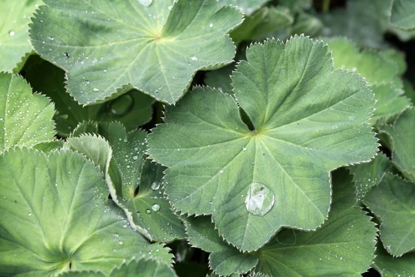 Fechar-se de umas gotas de água em folhas verdes — Fotografia de Stock