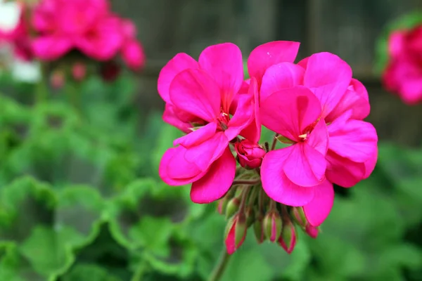 Closeup de um Gerânio Rosa Começando a florescer — Fotografia de Stock