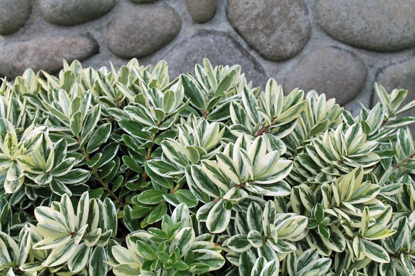Planta verde e branca em frente a uma parede de pedra — Fotografia de Stock
