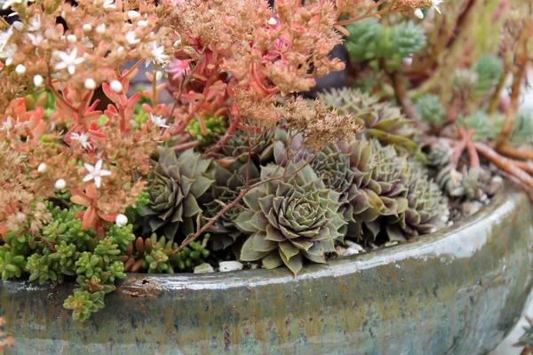 Succulents의 세라믹 화분 스톡 이미지