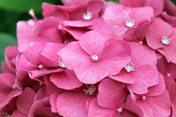 Pembe bir ortanca closeup — Stok fotoğraf