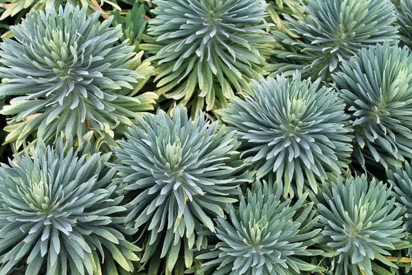 Closeup of a Succulent Garden — Stock Photo, Image