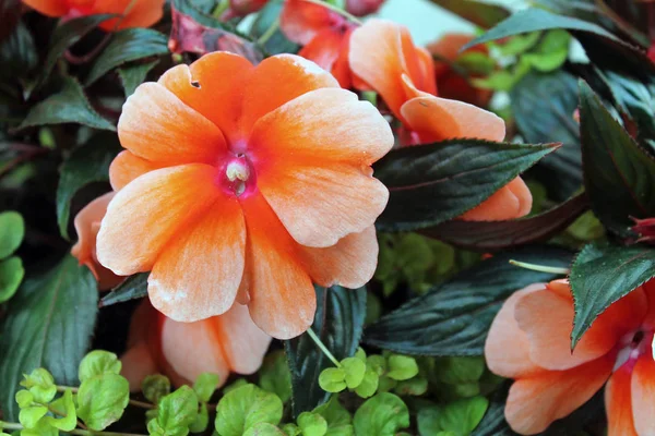 Primer plano de una Begonia naranja — Foto de Stock