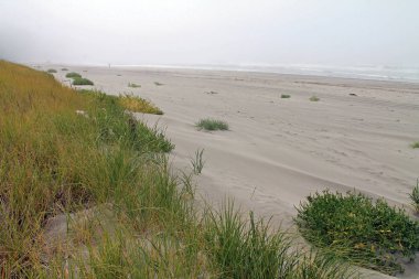 Beach - kum, Dunes, Beach çim ve okyanus
