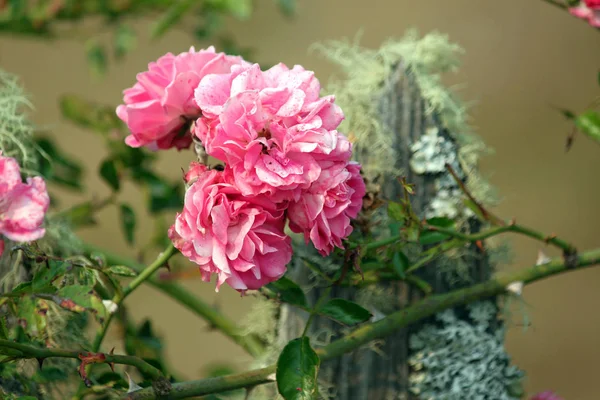 Roses grimpantes roses sur une clôture en mousse — Photo