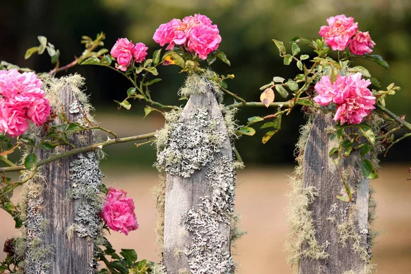 Roses grimpantes roses sur une clôture en mousse — Photo