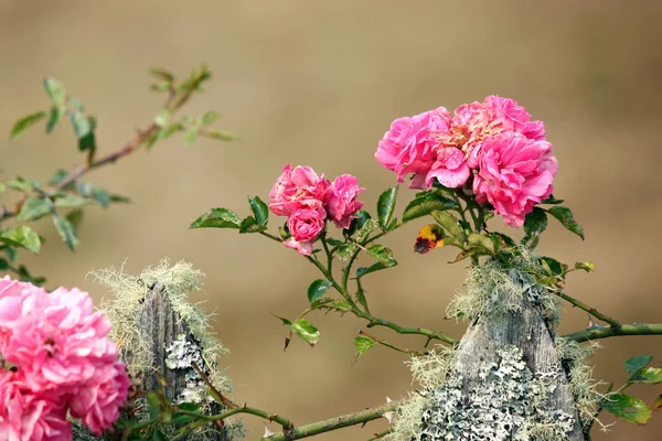 Roses grimpantes roses sur une clôture en mousse — Photo