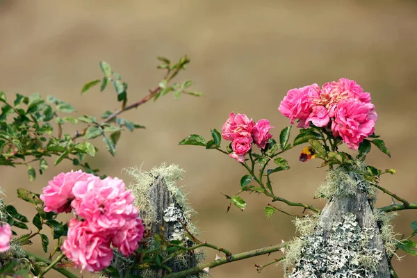 이끼 낀 울타리에 상승 장미 핑크 — 스톡 사진