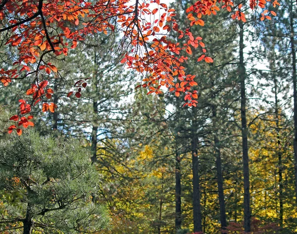 Herbst Hintergrund von roten Blättern und grünen Bäumen — Stockfoto