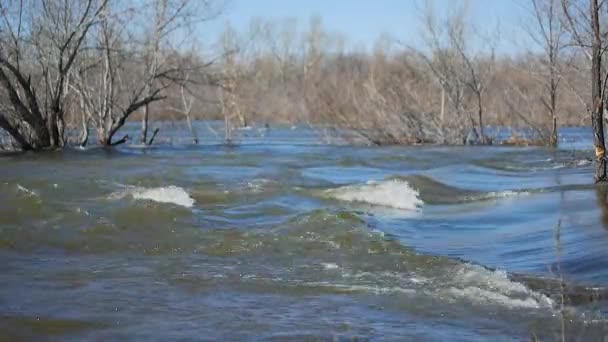 Inondazione primaverile del fiume. — Video Stock