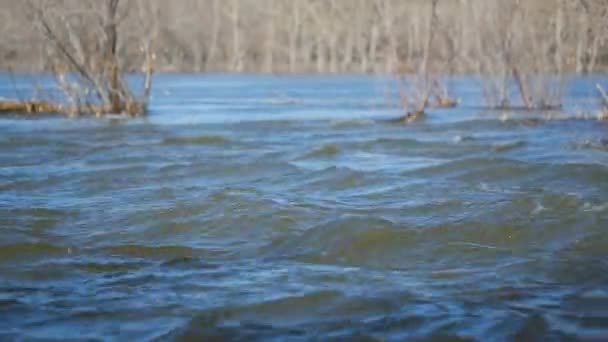 Voorjaarsvloed van de rivier. — Stockvideo