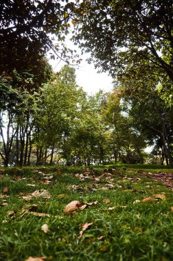 Simon Bolivar Park ormanda