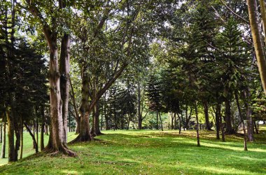 Simon Bolivar Park ormanda