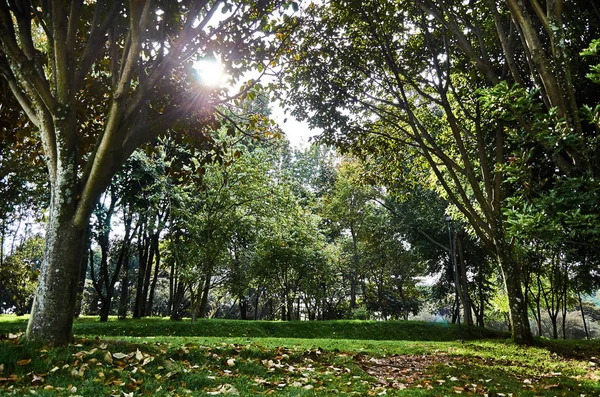 Bosque en el parque de Simon Bolivar —  Fotos de Stock