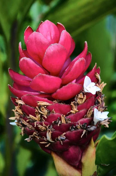 Schöne Blume in Villavicencio — Stockfoto