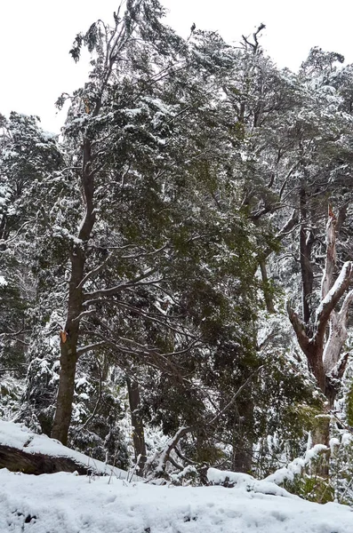 Verschneiten Waldweg nach Bariloche — Stockfoto