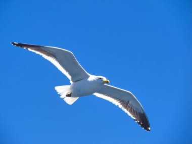 Seagull flying in cloudless sky