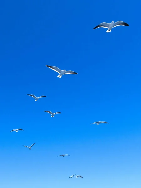 Group of seagulls flying in cloudless sky — Stock Photo, Image