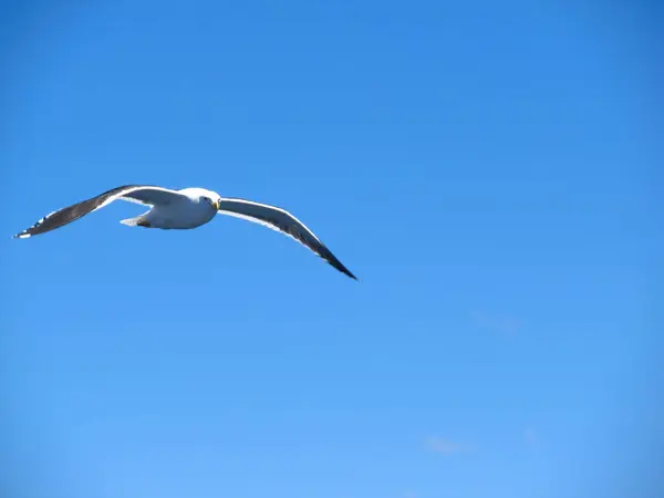 Seagull flying in cloudless sky — Stok fotoğraf